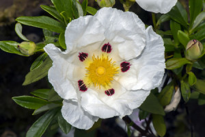 61151204 - gum rockrose, cistus ladanifer, flower, close up