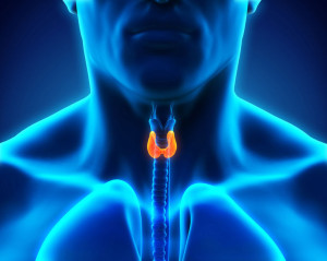 30511389 - human thyroid gland